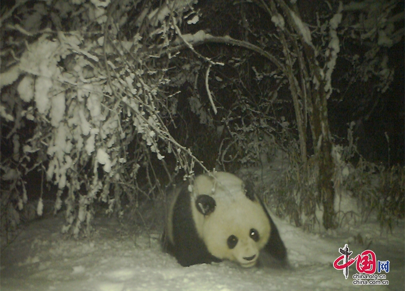 四川寶興：快來看呀！這只大熊貓要把雪山都萌化了！
