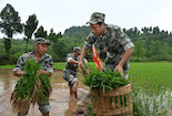 內(nèi)江市東興區(qū)：民兵助農(nóng)忙“雙搶”