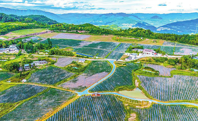 秋景山村藍莓産業園的藍莓陸續成熟