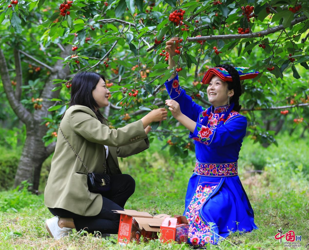 茂县甜樱桃成熟上市 采摘时间跨度达40余天