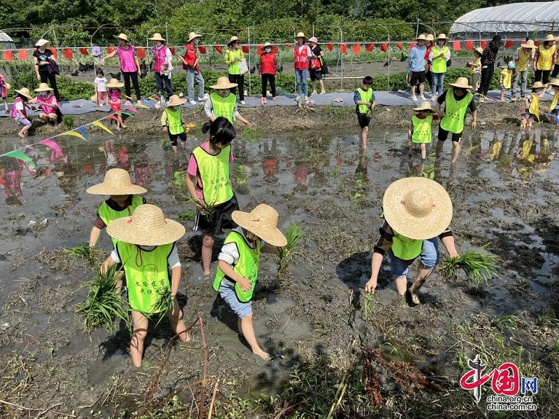 雙流區黃水 助農在行動 志願服務在田間