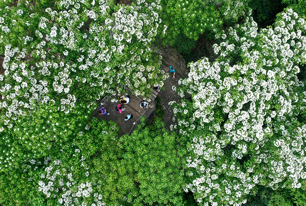 眉山仁寿县：桐花里的乡村振兴路