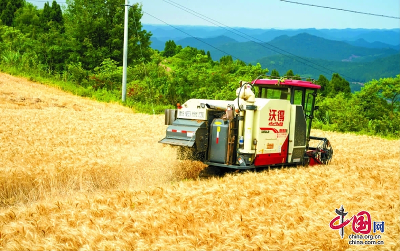 嘉陵區21萬畝小麥豐收 機械化率達75.3%