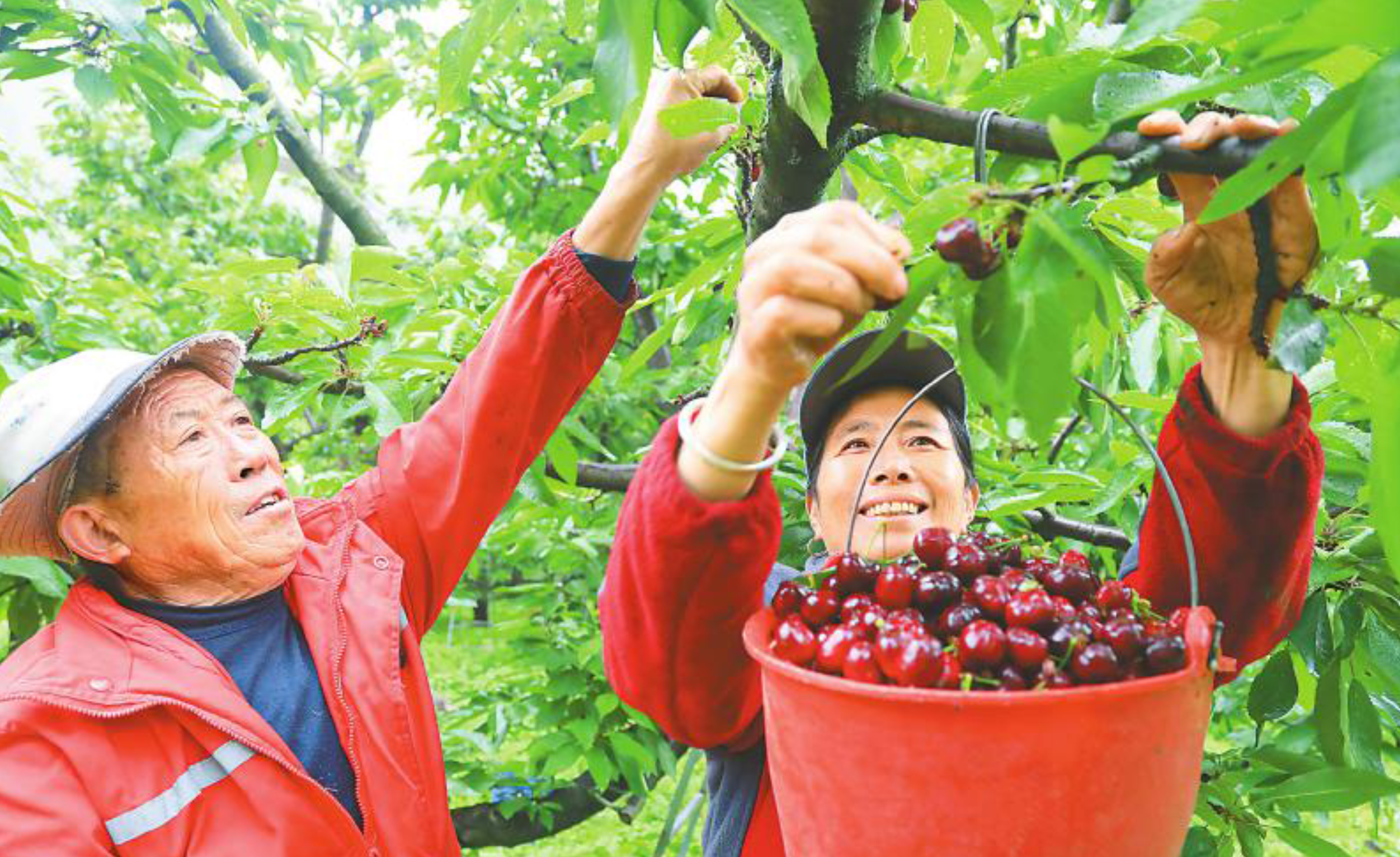 茂縣南新鎮牟托村村民采摘甜櫻桃送往市場