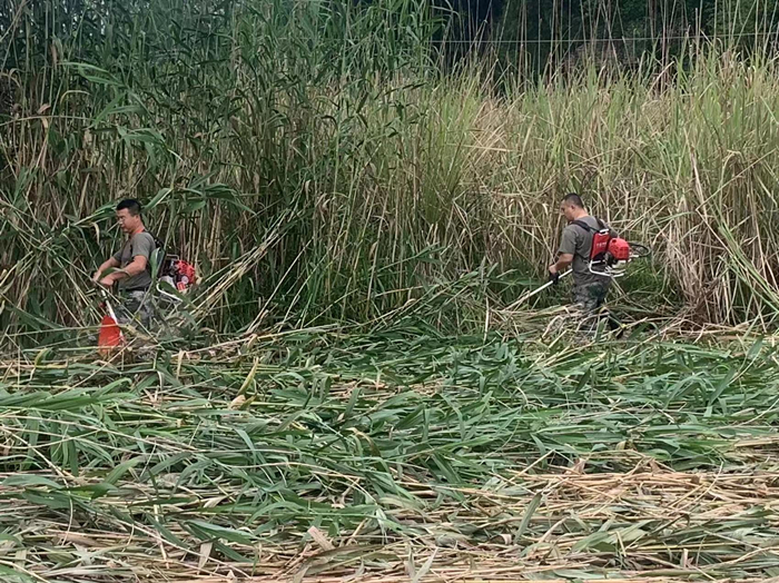 安居区人武部组织民兵参与撂荒地整治 为乡村振兴添一份力