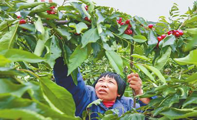 雅安汉源县甜樱桃上市