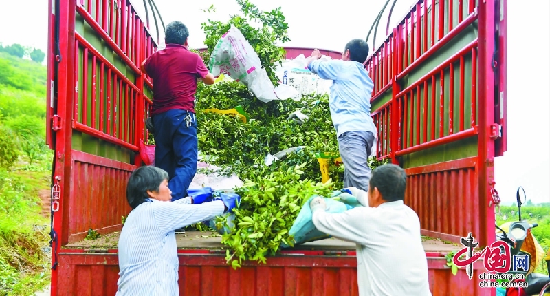 四川嘉陵：千畝花椒迎豐收 椒香四溢富村民