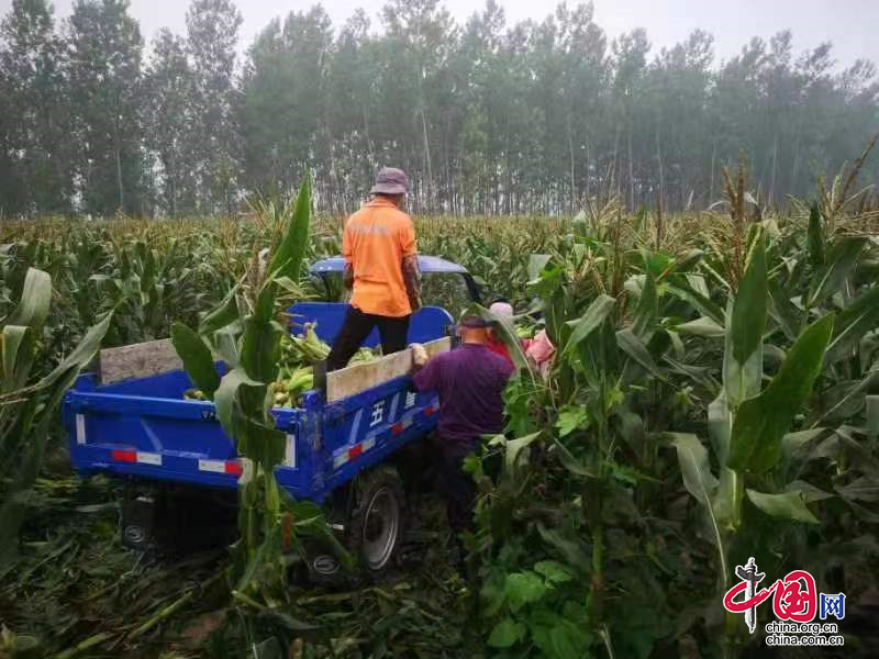 整治耕地“非糧化”和撂荒地效果佳