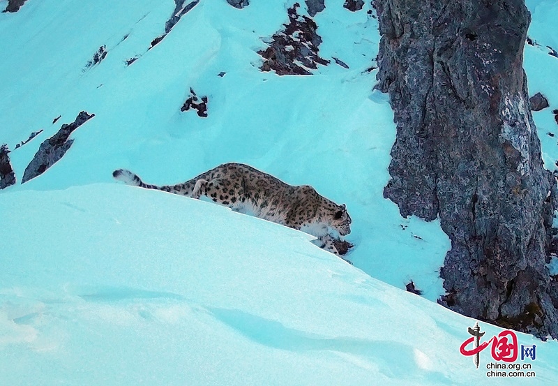 雪豹再次现身！大熊猫国家公园王朗片区再获珍贵影像