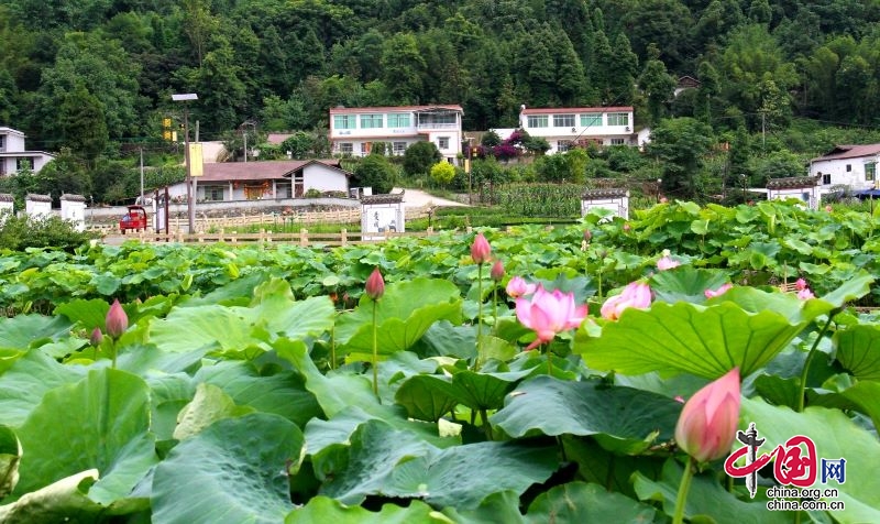 高县：以荷为媒 绘就乡村振兴画卷