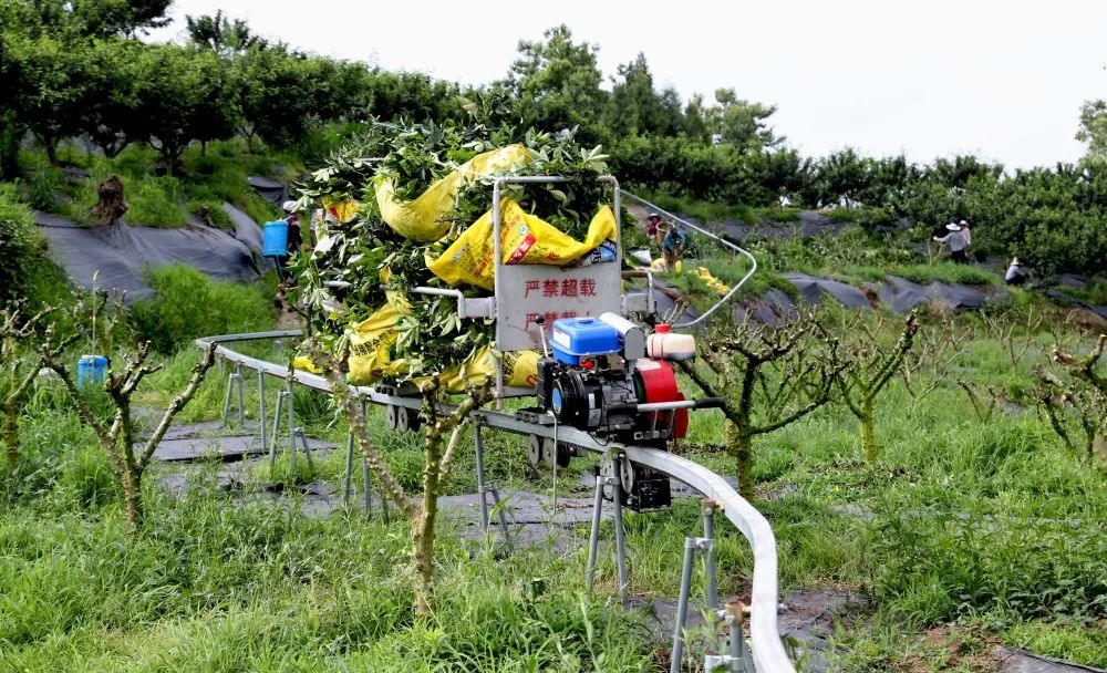 青花椒坐上“小火车” 省时省力又省心