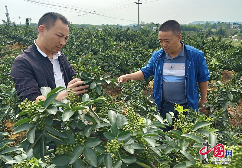 自贡市沿滩区瓜椒产业托起农民致富希望