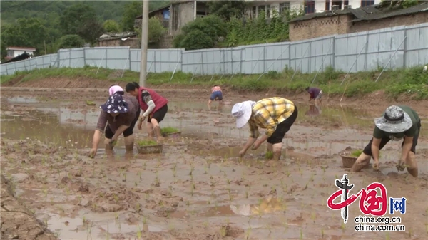 蘆山：移栽良種水稻 完善設施建設 促進農業增收