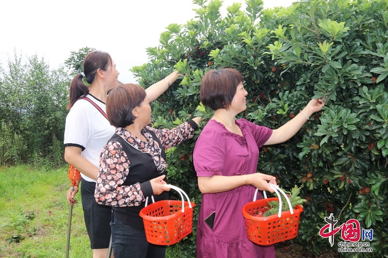 宜宾翠屏：六月杨梅正“当红” 夏日 “梅”好满山林