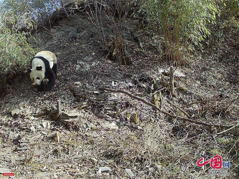 四川平武县龙门山国有林场再次拍到野生大熊猫影像