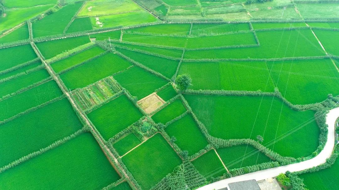 鄰水：田坎玉米助農增收