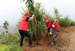 攀枝花市西區(qū)：微風細雨植樹忙，靈秀新城再添綠