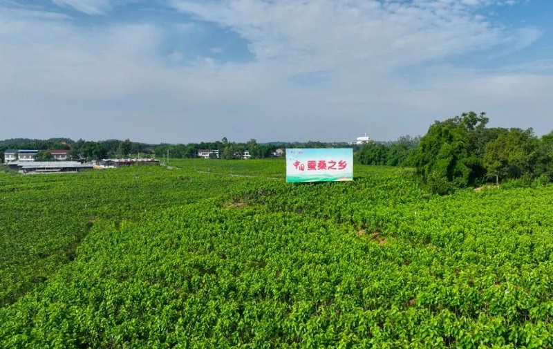 武胜：一个农业大县如何延伸“产业链”，融入成渝双圈？