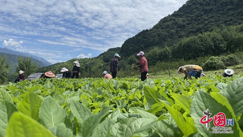 汶川县：发展生态牧草助力乡村振兴