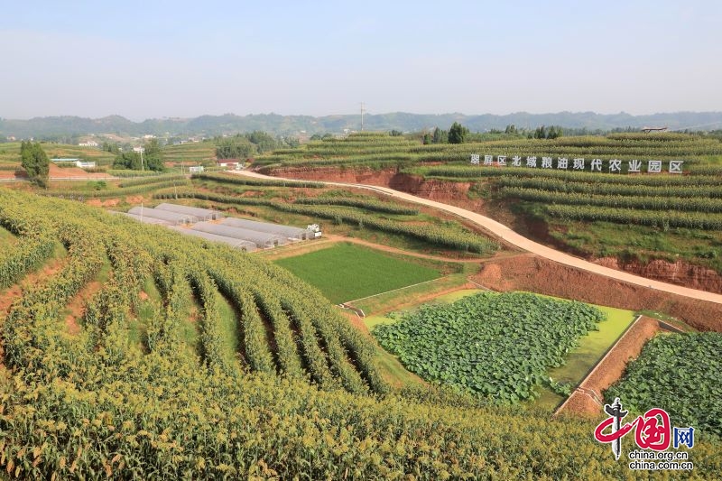 宜宾翠屏：补短板 北域粮油现代农业园区建设跑出加速度