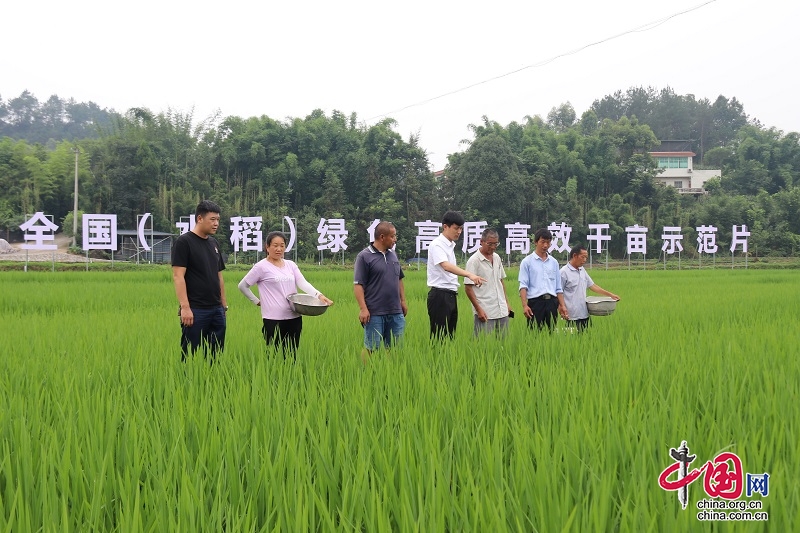 宜宾翠屏：盛夏水稻正“扬花” 绿浪画卷迎丰收