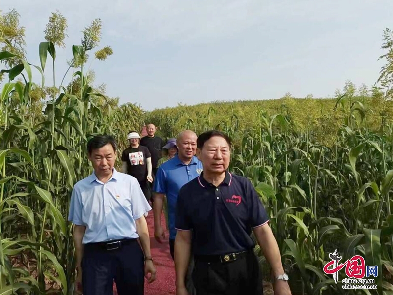 自贡大安：种好“订单高粱” 酿出乡村致富路