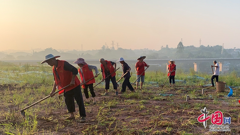 自贡沿滩：因地制宜盘活撂荒地 这里的撂荒地将变身种植示范区