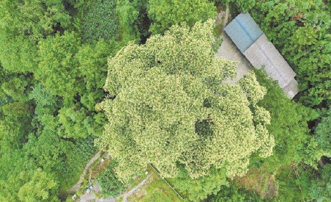 一棵古树的繁花:时隔4年中国最美香果树再次盛开 
