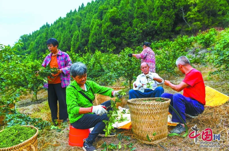 嘉陵區七寶寺鎮8000余畝花椒進入採摘季