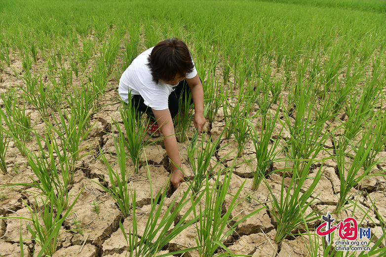 持續高溫蒸烤 閬中水稻玉米喊“渴”