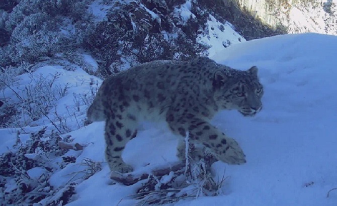 雪豹再次现身！大熊猫国家公园大邑区域再获珍贵影像