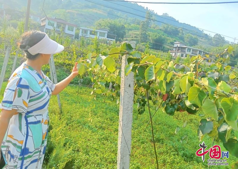 高温下的坚守：科技特派员服务一线解民忧