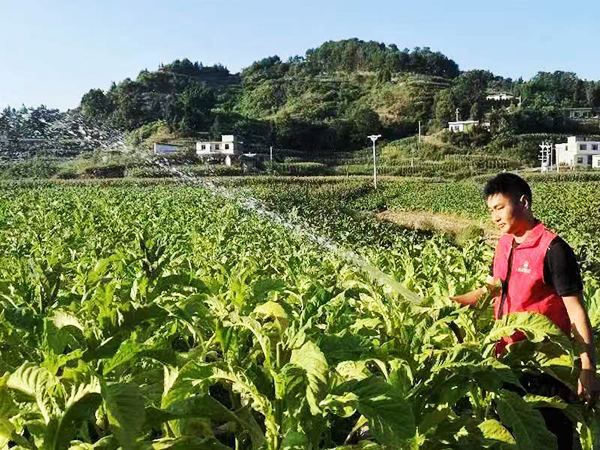 古藺縣皇華鎮：幹群同心 合力抗旱保豐收