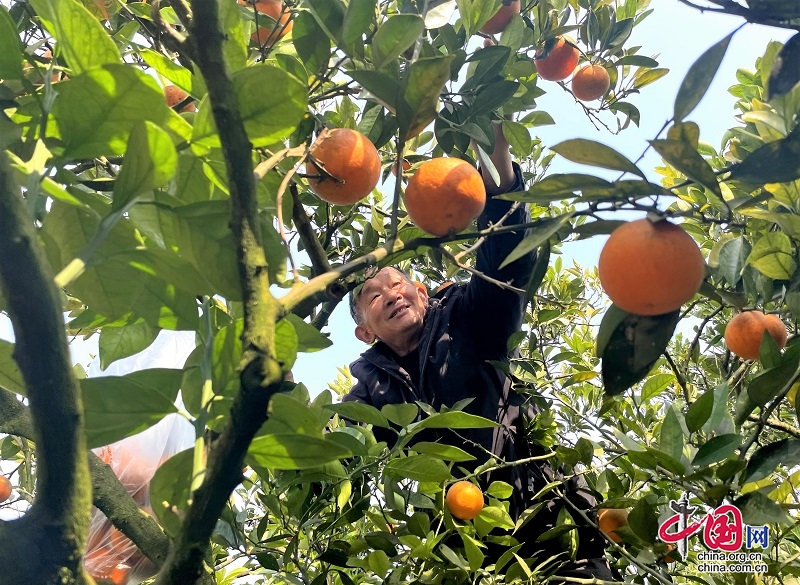 高县：“头雁”高飞促振兴 乡村蝶变入画来