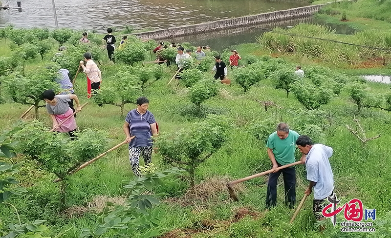 自贡沿滩：“花椒+大豆”套作 壮大集体经济“钱袋子”