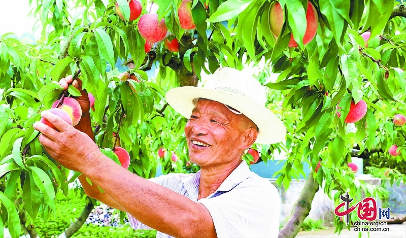 桃花源裏説豐年 西充縣10萬畝香桃上市