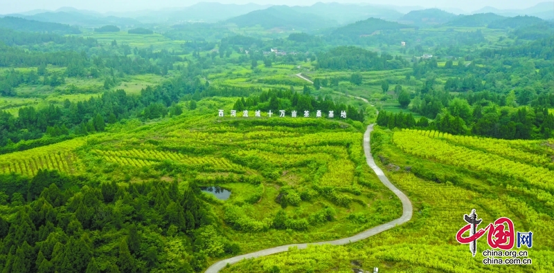 嘉陵區5萬畝桑茶産業園築起村民致富路