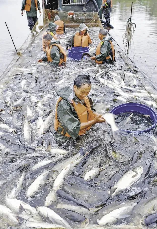 鄰水：凈水養好魚 維護水生態