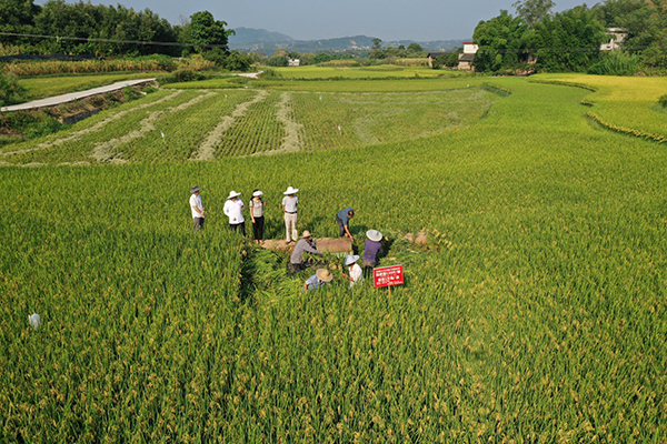单产740公斤，合江县水稻丰收在望