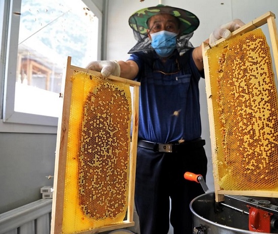 茂县大店村：发展中蜂养殖 “甜蜜产业”拓宽致富路