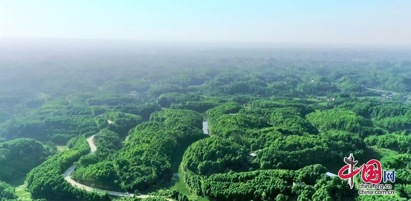 宜宾翠屏：油樟树铺就致富路