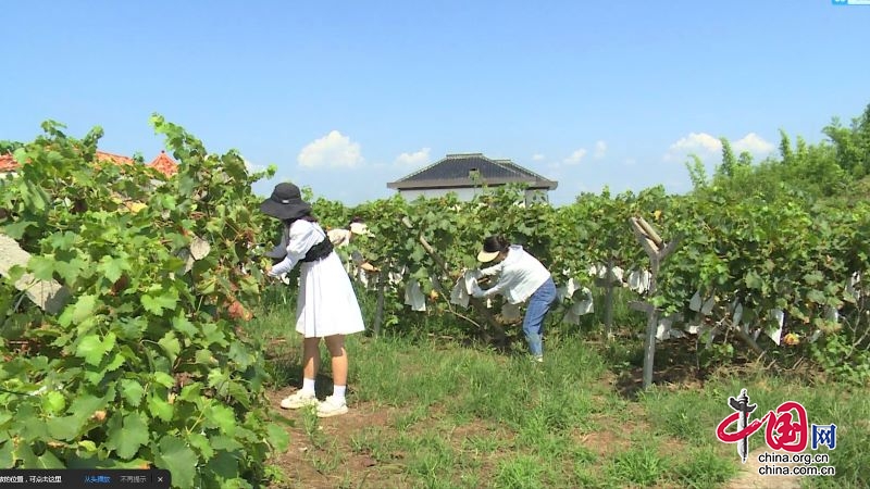 南溪街道：葡萄丰收助力村民增收致富