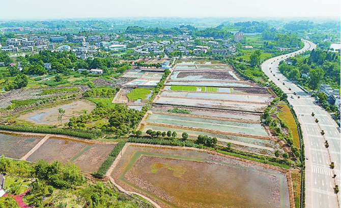 诞生在内江的乌鳢“玉龙1号”实现四川零的突破，入选农业农村部审定的水产新品种，开始谋划延伸产业链—— 拿到“身份证”白乌鱼“游”向全国