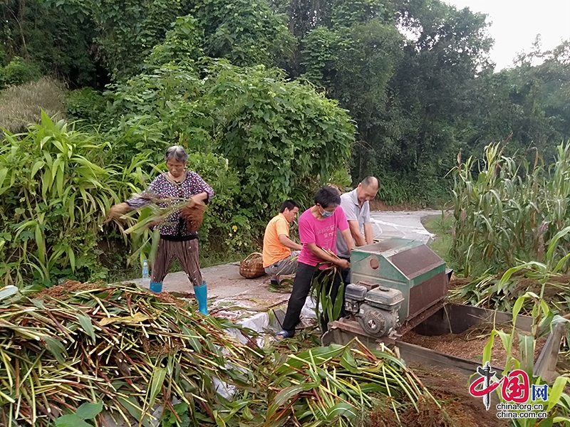 自贡沿滩：撂荒地里迎希望 高粱丰收农人笑