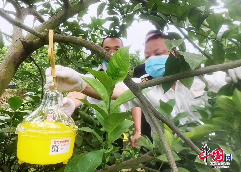 高县菲诺柠檬种植专业合作社入选首批100个全国农作物病虫害绿色防控示范基地