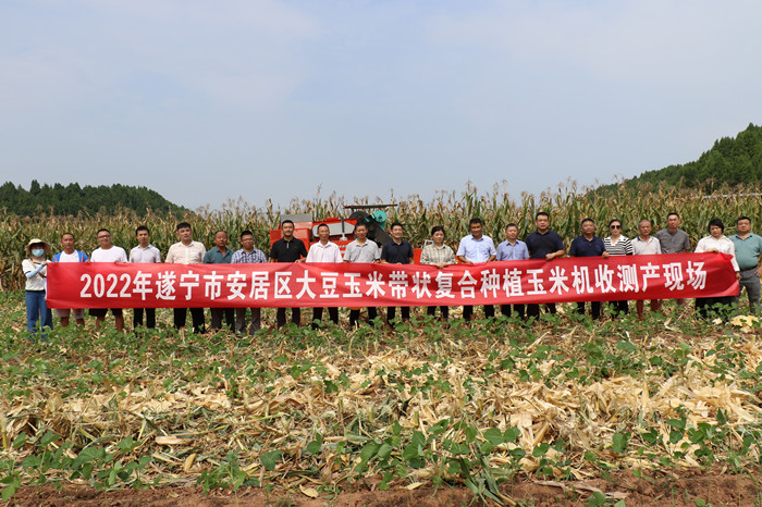 【玉米大豆带状复合种植】遂宁安居：玉米不减产！大豆长势好！