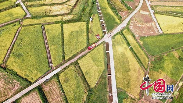 泸州龙马潭：400亩高标准农田稻谷喜迎丰收