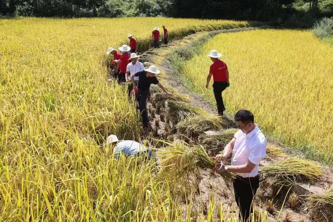 国企“种田” “千年银岳池”稻米再飘香