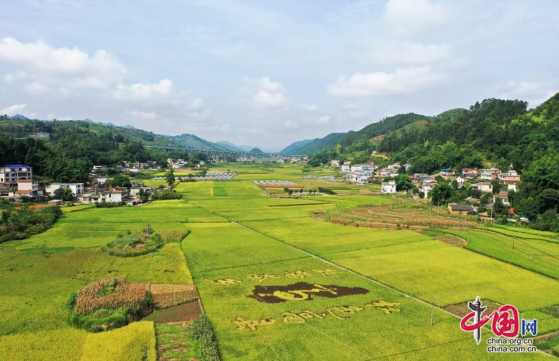 高县：筑牢粮食安全  交出“丰收答卷”