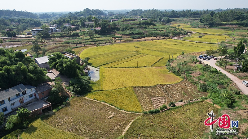 自贡沿滩：丰收村稻谷丰收 预计产量120万斤